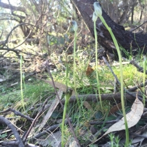 Pterostylis pedunculata at Hackett, ACT - 11 Sep 2015