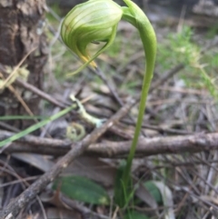 Pterostylis nutans (Nodding Greenhood) at Mount Majura - 11 Sep 2015 by AaronClausen