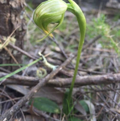 Pterostylis nutans (Nodding Greenhood) at Watson, ACT - 11 Sep 2015 by AaronClausen