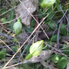 Pterostylis nutans at Watson, ACT - suppressed