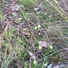 Pterostylis nutans at Watson, ACT - 11 Sep 2015