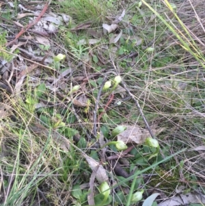 Pterostylis nutans at Watson, ACT - 11 Sep 2015