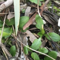 Pterostylis nutans at Watson, ACT - suppressed