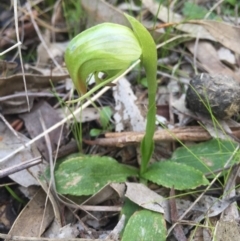 Pterostylis nutans at Watson, ACT - suppressed