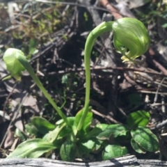 Pterostylis nutans (Nodding Greenhood) at Hackett, ACT - 11 Sep 2015 by AaronClausen