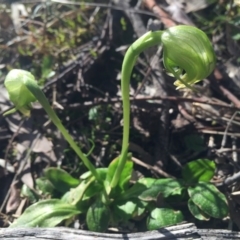 Pterostylis nutans (Nodding Greenhood) at Mount Majura - 11 Sep 2015 by AaronClausen