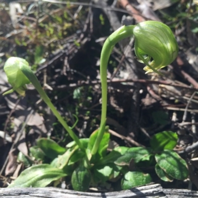 Pterostylis nutans (Nodding Greenhood) at Mount Majura - 11 Sep 2015 by AaronClausen