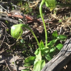 Pterostylis nutans at Hackett, ACT - suppressed