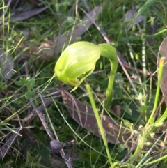 Pterostylis nutans at Hackett, ACT - 11 Sep 2015