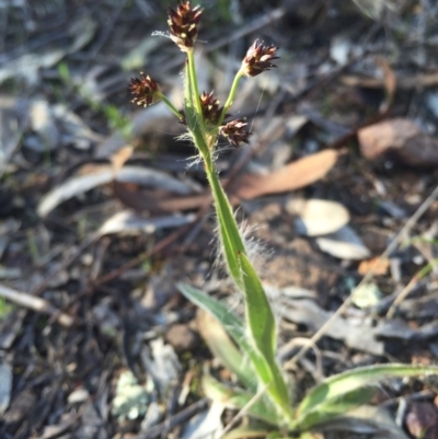 Luzula (genus) (Woodrush) at Hackett, ACT - 11 Sep 2015 by AaronClausen