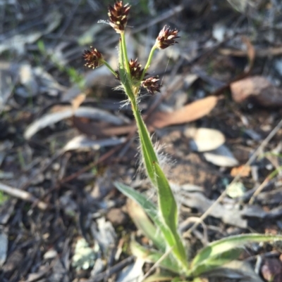 Luzula sp. (Woodrush) at Mount Majura - 11 Sep 2015 by AaronClausen