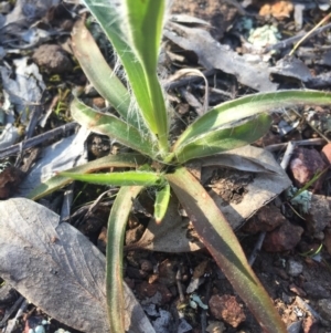 Luzula sp. at Hackett, ACT - 11 Sep 2015 03:55 PM