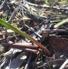 Thelymitra sp. at Mount Majura - 11 Sep 2015 by AaronClausen