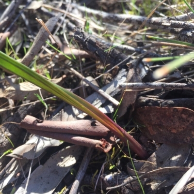 Thelymitra sp. at Mount Majura - 11 Sep 2015 by AaronClausen