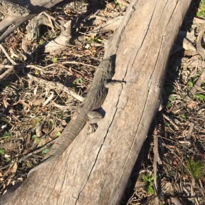 Pogona barbata (Eastern Bearded Dragon) at Hackett, ACT - 11 Sep 2015 by AaronClausen