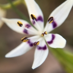 Wurmbea dioica subsp. dioica (Early Nancy) at Gungahlin, ACT - 11 Sep 2015 by JasonC