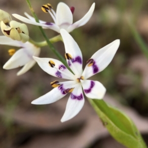 Wurmbea dioica subsp. dioica at Gungahlin, ACT - 11 Sep 2015 09:59 PM