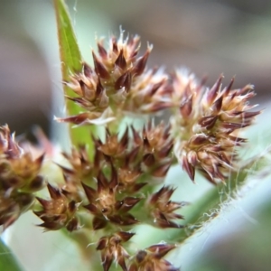 Luzula densiflora at Gungahlin, ACT - 11 Sep 2015