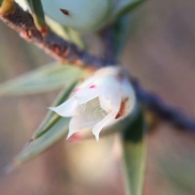 Melichrus urceolatus (Urn Heath) at Mulligans Flat - 11 Sep 2015 by JasonC