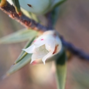 Melichrus urceolatus at Gungahlin, ACT - 11 Sep 2015