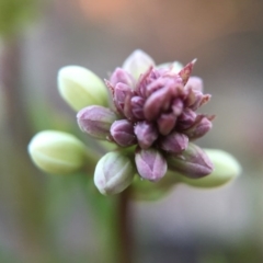 Stackhousia monogyna (Creamy Candles) at Gungahlin, ACT - 11 Sep 2015 by JasonC