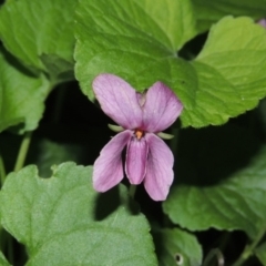 Viola odorata (Sweet Violet, Common Violet) at Gordon, ACT - 10 Sep 2015 by MichaelBedingfield