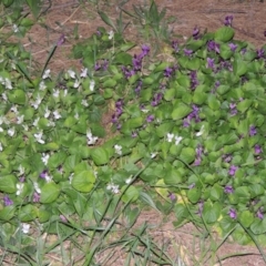 Viola odorata at Gordon, ACT - 10 Sep 2015 07:40 PM