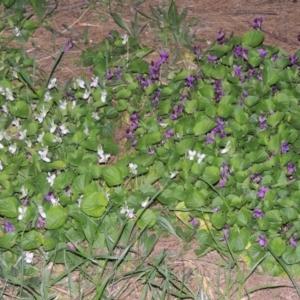 Viola odorata at Gordon, ACT - 10 Sep 2015