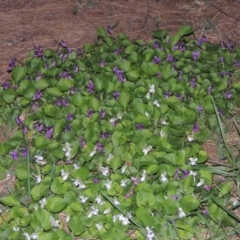 Viola odorata at Gordon, ACT - 10 Sep 2015 07:40 PM