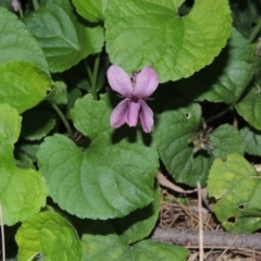 Viola odorata at Gordon, ACT - 10 Sep 2015 07:40 PM