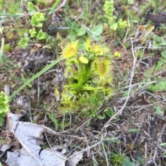 Drosera sp. (A Sundew) at Mount Majura - 12 Sep 2015 by AaronClausen