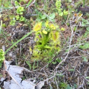 Drosera sp. at Majura, ACT - 12 Sep 2015