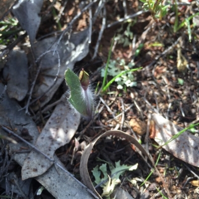 Caladenia actensis (Canberra Spider Orchid) at Majura, ACT by AaronClausen