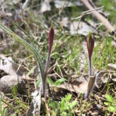 Caladenia actensis (Canberra Spider Orchid) by AaronClausen