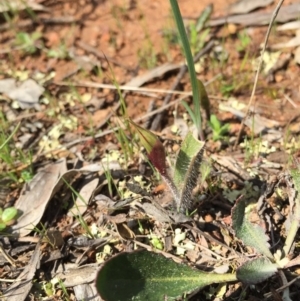 Caladenia actensis at suppressed - suppressed