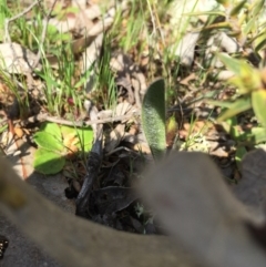 Caladenia actensis at suppressed - suppressed