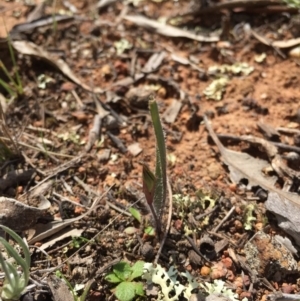 Caladenia actensis at suppressed - suppressed