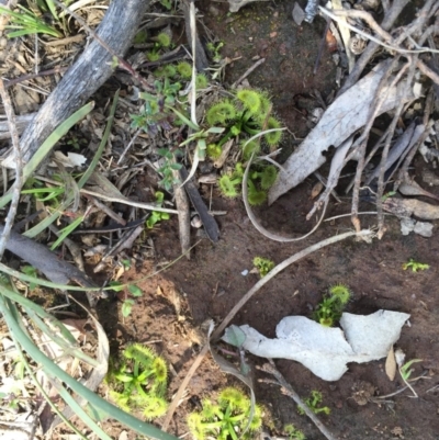 Drosera sp. (A Sundew) at Majura, ACT - 12 Sep 2015 by AaronClausen