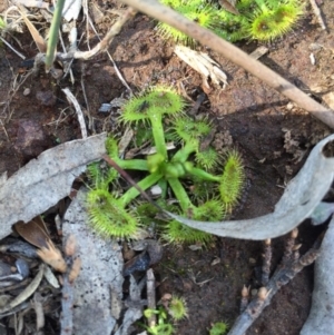 Drosera sp. at Majura, ACT - 12 Sep 2015