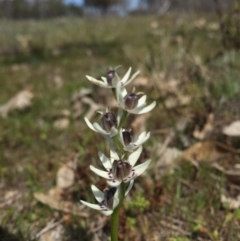 Wurmbea dioica subsp. dioica (Early Nancy) at Mount Majura - 12 Sep 2015 by AaronClausen