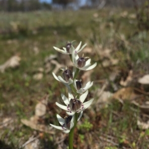 Wurmbea dioica subsp. dioica at Majura, ACT - 12 Sep 2015 11:12 AM