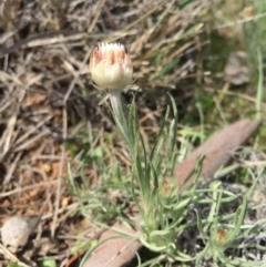 Leucochrysum albicans subsp. tricolor (Hoary Sunray) at Mount Majura - 12 Sep 2015 by AaronClausen