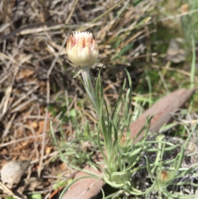 Leucochrysum albicans subsp. tricolor (Hoary Sunray) at Majura, ACT - 12 Sep 2015 by AaronClausen