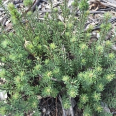 Unidentified at Mount Majura - 12 Sep 2015 by AaronClausen