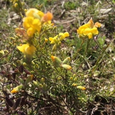 Gompholobium huegelii (Pale Wedge Pea) at Mount Majura - 12 Sep 2015 by AaronClausen