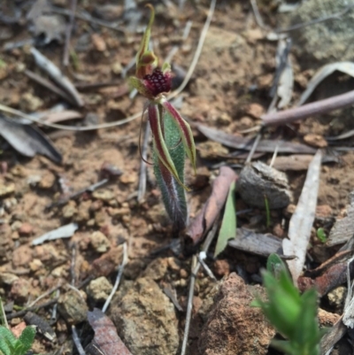 Caladenia actensis (Canberra Spider Orchid) at Mount Majura - 12 Sep 2015 by AaronClausen