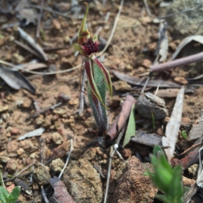 Caladenia actensis (Canberra Spider Orchid) at Hackett, ACT - 12 Sep 2015 by AaronClausen