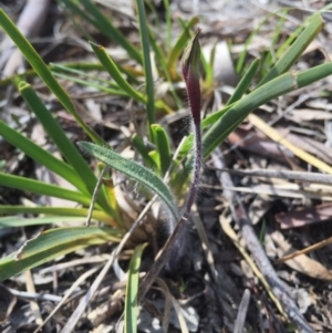 Caladenia actensis at suppressed - suppressed