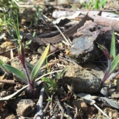 Caladenia actensis at suppressed - suppressed