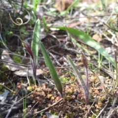 Caladenia actensis (Canberra Spider Orchid) at Mount Majura - 11 Sep 2015 by AaronClausen